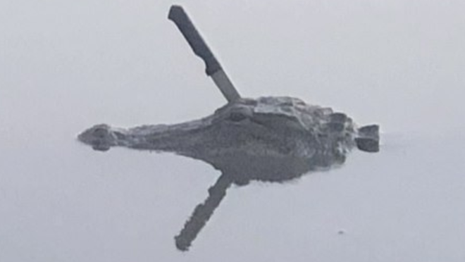 Mỹ: Phát hiện con cá sấu với nguyên con dao cắm trên đầu, chuyên gia động vật bảo nó không sao đâu - Ảnh 3.