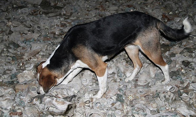 Bang khuyển phóng xạ: Linh vật không chính thức của Chernobyl, khắc họa sự hồi sinh của tự nhiên trong lòng thảm họa - Ảnh 2.