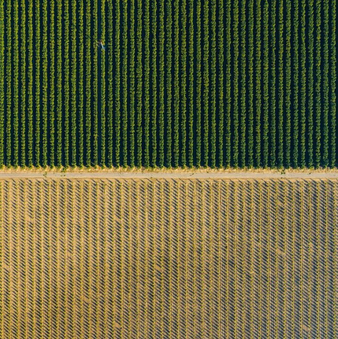 Khi những nông trại hóa thành bức ảnh nghệ thuật đẹp mê hồn dưới góc nhìn từ máy bay - Ảnh 11.