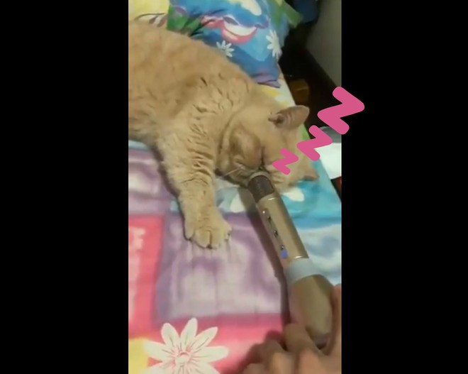 Tiếng ngáy hư hỏng của mèo Nhật qua mic karaoke bất ngờ đem về 2,3 triệu lượt xem - Ảnh 1.