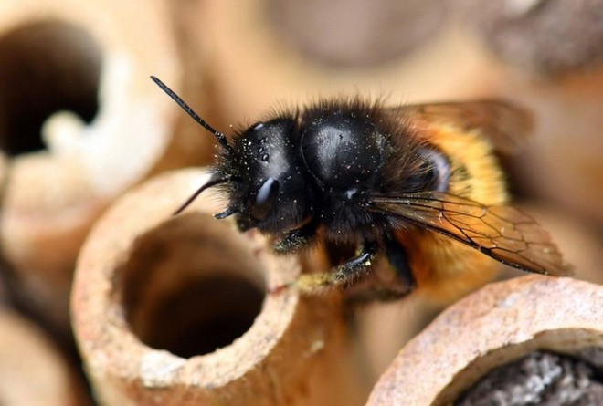 Hệ lụy gì đằng sau hiện tượng nhiều loài ong hoang dã bắt đầu sử dụng nhựa làm vật liệu xây tổ - Ảnh 2.