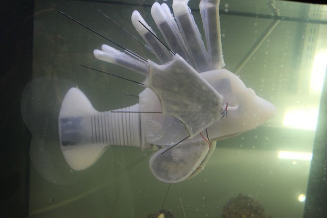 Các nhà khoa học vừa tạo ra robot cá chạy bằng máu - Ảnh 3.