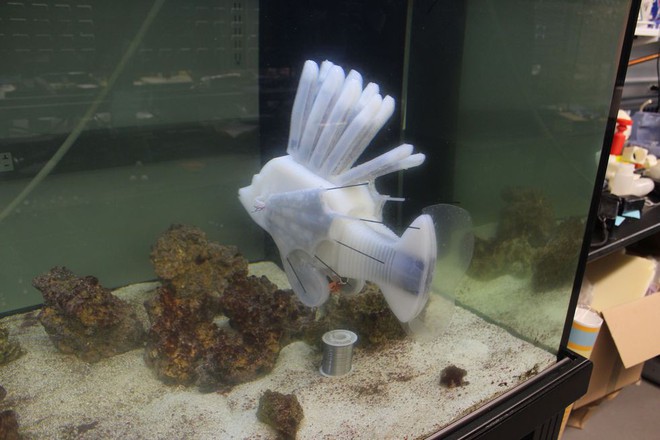 Các nhà khoa học vừa tạo ra robot cá chạy bằng máu - Ảnh 1.