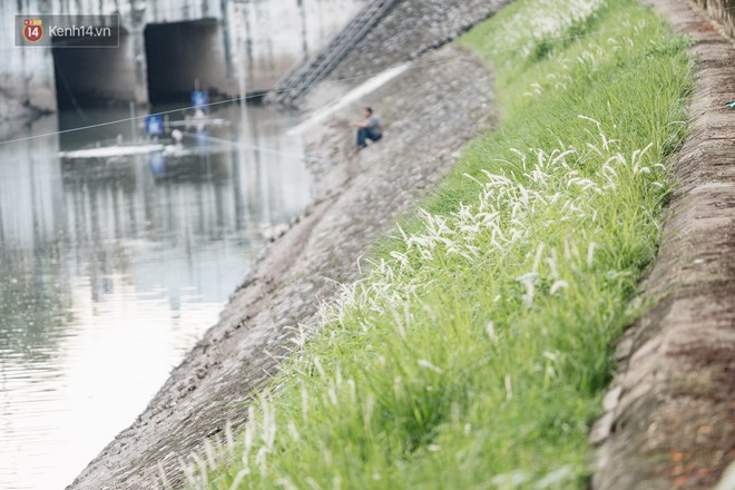 Sông Tô Lịch đổi màu sau khi làm sạch bằng công nghệ Nhật Bản: Hoa lau xanh mướt, người dân thư thả câu cá - Ảnh 4.