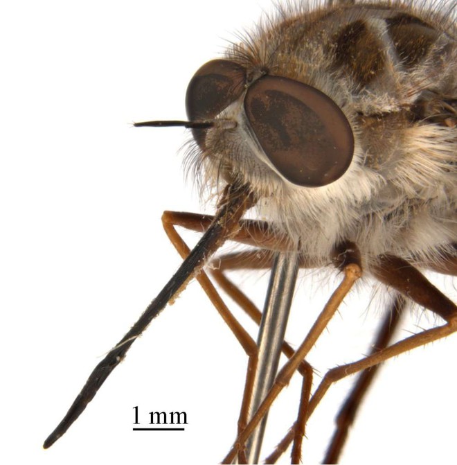 Phát hiện loài ruồi thường xuất hiện vào mùa đông, đầu có sừng, thân như phủ băng tuyết, các nhà khoa học đặt luôn tên là Nightking - Ảnh 3.