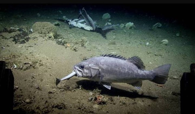 Xem cảnh con cá mập xấu số bị một loài cá sống ở dưới đáy đại dương “tiêu diệt” trong chớp nhoáng - Ảnh 2.