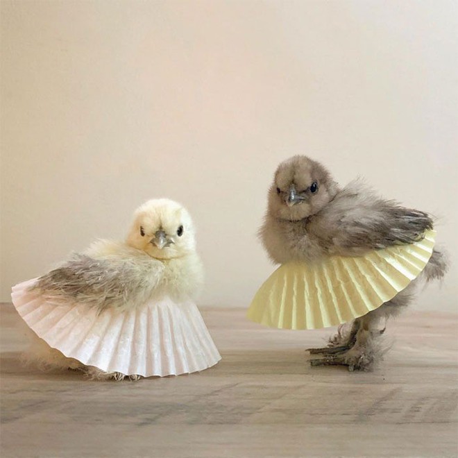 Chùm ảnh: Khi lũ gà mặc váy múa ba lê hóa ra lại đáng yêu khó cưỡng như thế này - Ảnh 1.