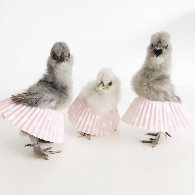Chùm ảnh: Khi lũ gà mặc váy múa ba lê hóa ra lại đáng yêu khó cưỡng như thế này - Ảnh 2.