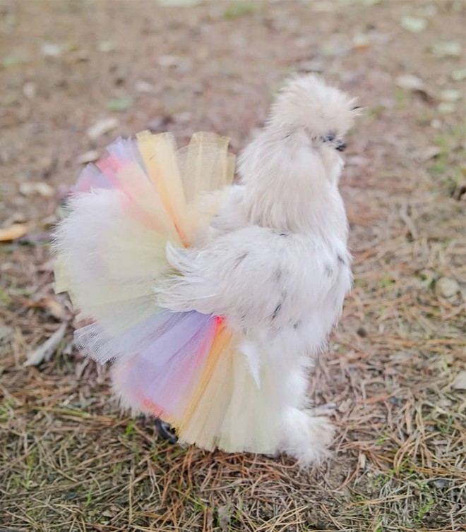 Chùm ảnh: Khi lũ gà mặc váy múa ba lê hóa ra lại đáng yêu khó cưỡng như thế này - Ảnh 11.