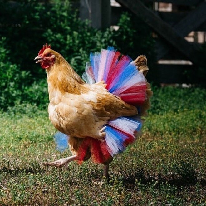 Chùm ảnh: Khi lũ gà mặc váy múa ba lê hóa ra lại đáng yêu khó cưỡng như thế này - Ảnh 13.