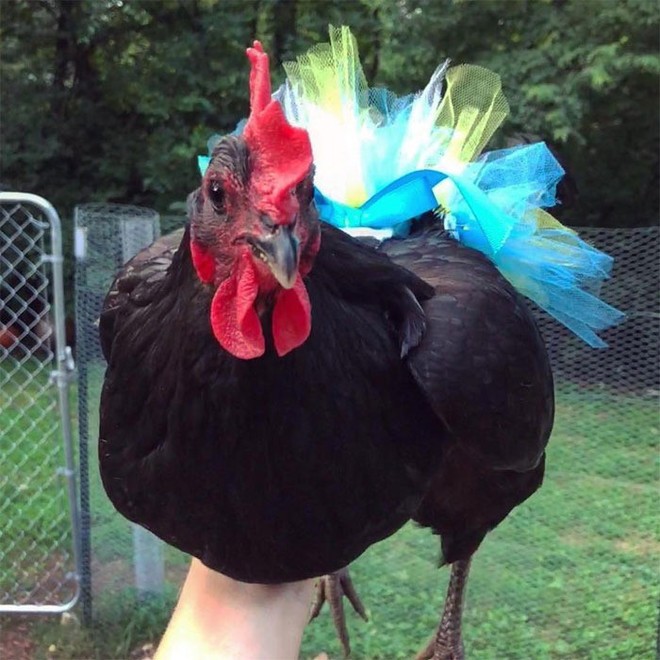 Chùm ảnh: Khi lũ gà mặc váy múa ba lê hóa ra lại đáng yêu khó cưỡng như thế này - Ảnh 18.