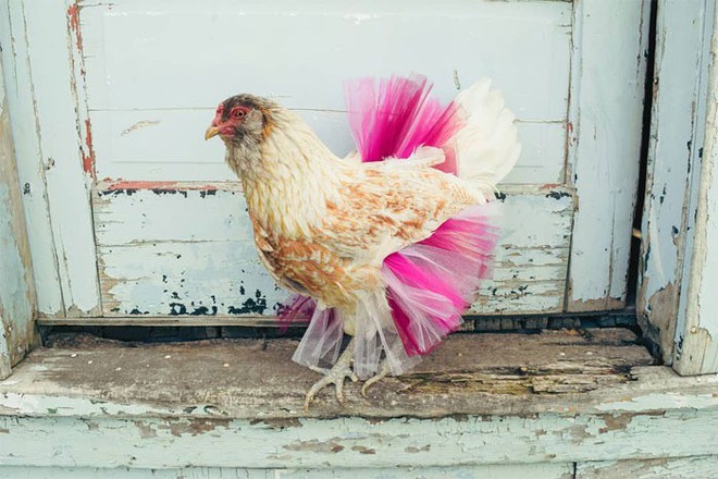 Chùm ảnh: Khi lũ gà mặc váy múa ba lê hóa ra lại đáng yêu khó cưỡng như thế này - Ảnh 8.