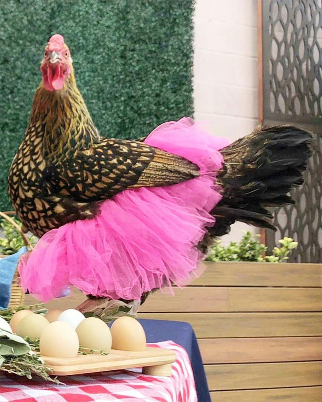 Chùm ảnh: Khi lũ gà mặc váy múa ba lê hóa ra lại đáng yêu khó cưỡng như thế này - Ảnh 10.