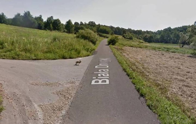 Google Street View ghi lại cảnh xe chụp hình đường phố đâm phải con thỏ lao qua đường - Ảnh 1.