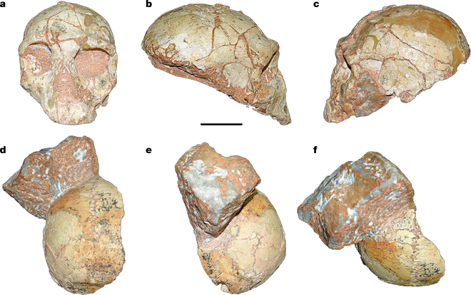 Phát hiện hóa thạch của nhóm người tiền sử đầu tiên rời khỏi Châu Phi - Ảnh 1.