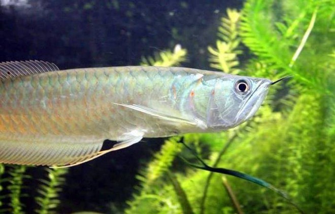 Điểm danh 10 loài cá có biệt tài săn mồi trên cạn trong thế giới tự nhiên - Ảnh 7.