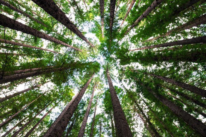 Trái Đất vẫn còn chỗ cho 1 nghìn tỷ cây xanh, nếu trồng đủ chúng ta sẽ ngăn được biến đổi khí hậu - Ảnh 1.