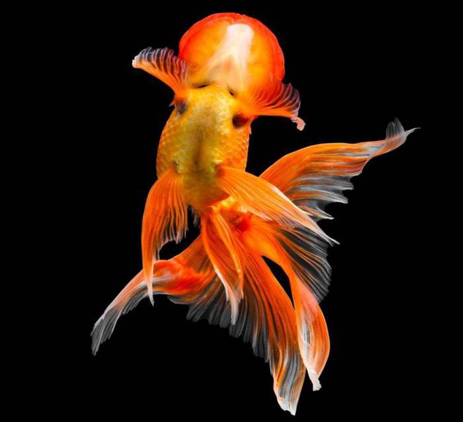 Chiêm ngưỡng loạt ảnh đẹp mê ly về cá vàng, tiếc gì không chọn ngay một hình để làm hình nền điện thoại - Ảnh 3.
