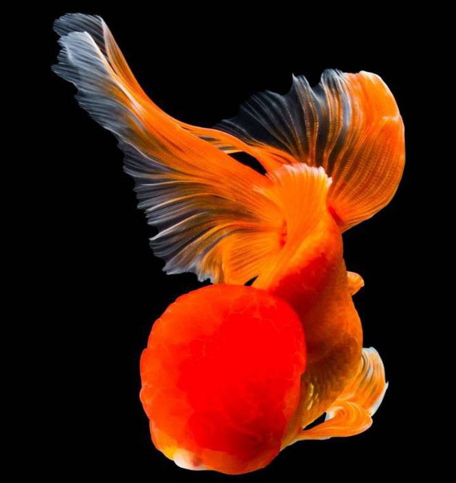 Chiêm ngưỡng loạt ảnh đẹp mê ly về cá vàng, tiếc gì không chọn ngay một hình để làm hình nền điện thoại - Ảnh 2.