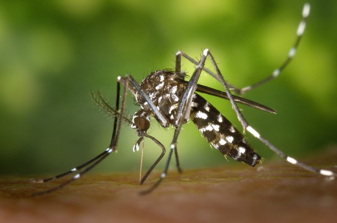 Thả 200 triệu con muỗi thí nghiệm vào tự nhiên, Trung Quốc quét sạch muỗi vằn trên 2 hòn đảo - Ảnh 1.