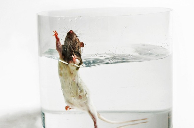 Bơi đến kiệt sức trong ống nghiệm: Những con chuột đang hi sinh giúp con người nghiên cứu bệnh trầm cảm - Ảnh 1.