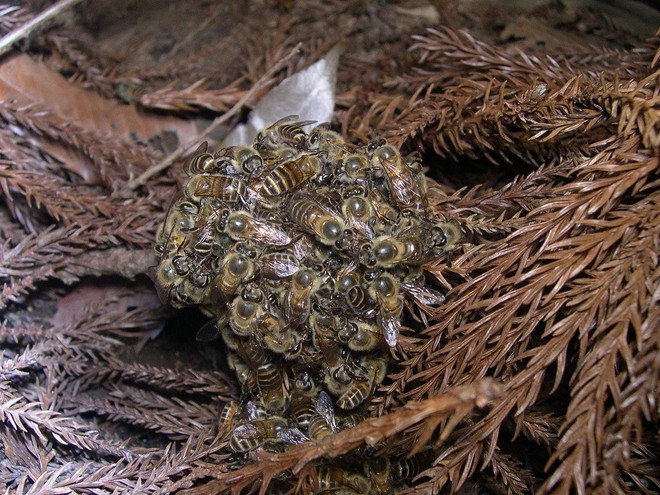 Khi bị ong bắp cày tấn công, ong mật Nhật Bản sẽ bu lấy đối thủ, đồng loạt rung lên để nướng chín kẻ địch - Ảnh 3.