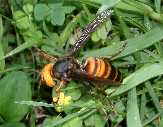 Khi bị ong bắp cày tấn công, ong mật Nhật Bản sẽ bu lấy đối thủ, đồng loạt rung lên để nướng chín kẻ địch - Ảnh 1.