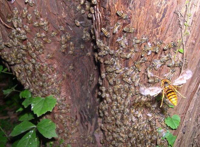 Khi bị ong bắp cày tấn công, ong mật Nhật Bản sẽ bu lấy đối thủ, đồng loạt rung lên để nướng chín kẻ địch - Ảnh 2.