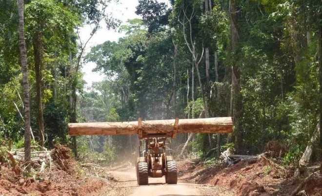 Cánh rừng lớn thứ hai thế giới đang nhả lượng CO2 tích trữ cả ngàn năm ra môi trường và nguyên nhân do phá rừng - Ảnh 1.