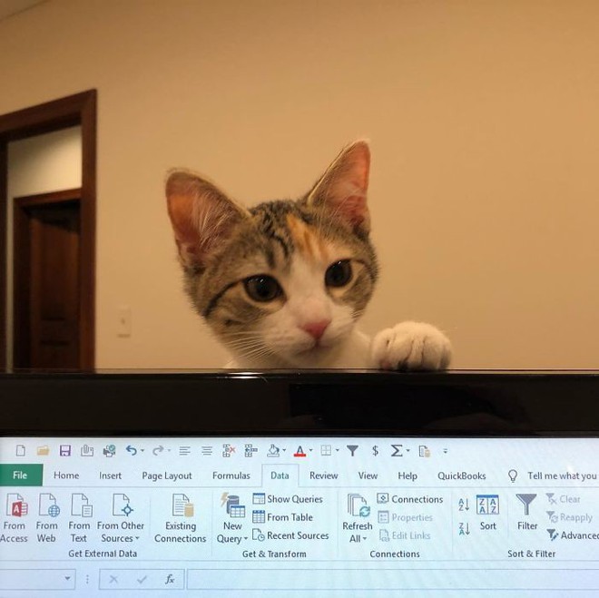 Công ty thuê hai chú mèo đáng yêu để giúp lập trình viên bớt căng thẳng, tăng cường tinh thần làm việc - Ảnh 2.