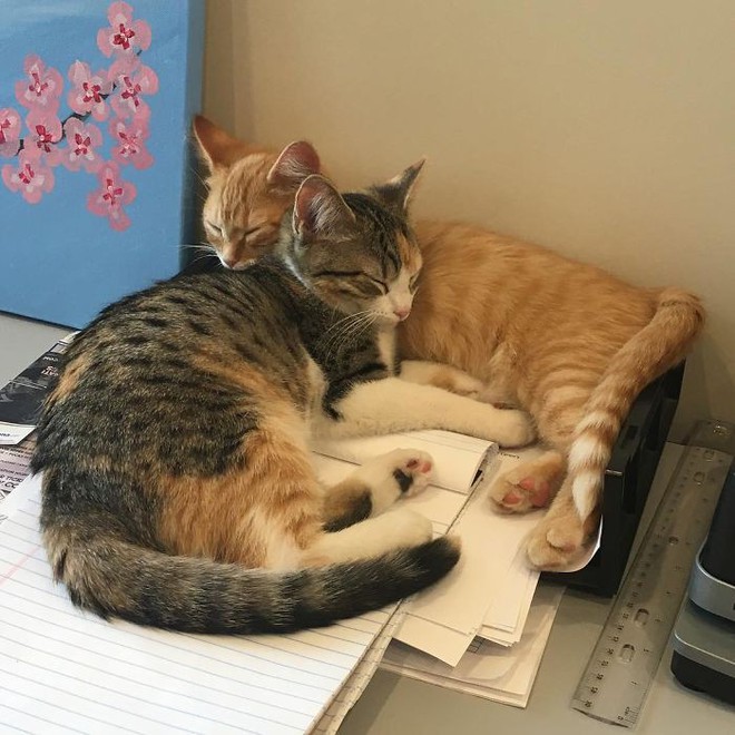 Công ty thuê hai chú mèo đáng yêu để giúp lập trình viên bớt căng thẳng, tăng cường tinh thần làm việc - Ảnh 6.