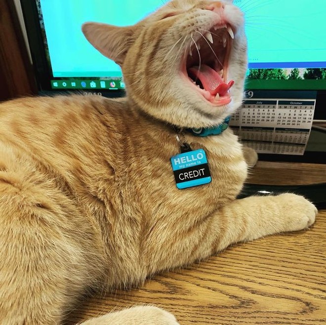 Công ty thuê hai chú mèo đáng yêu để giúp lập trình viên bớt căng thẳng, tăng cường tinh thần làm việc - Ảnh 9.