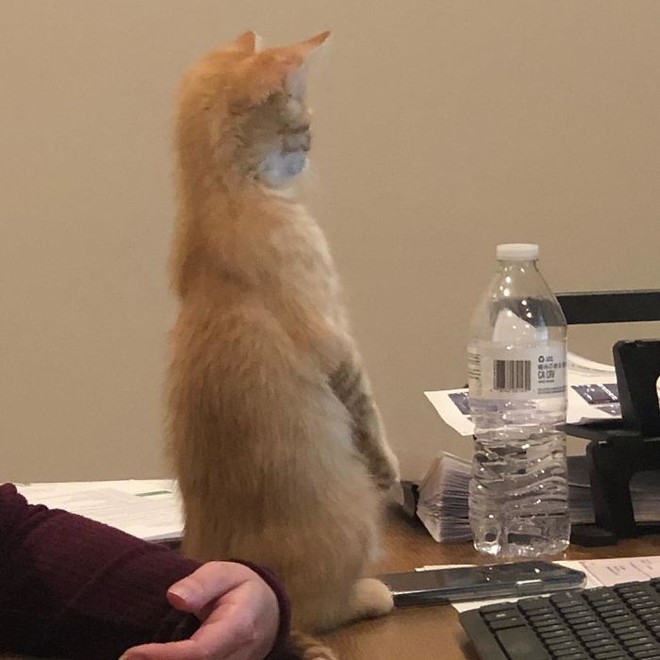 Công ty thuê hai chú mèo đáng yêu để giúp lập trình viên bớt căng thẳng, tăng cường tinh thần làm việc - Ảnh 12.