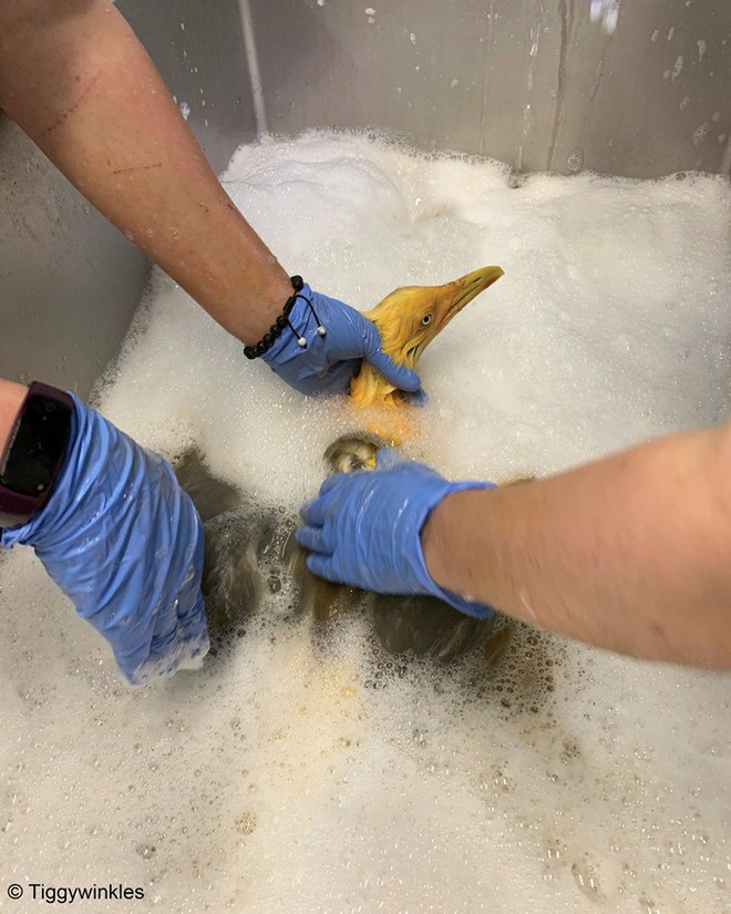 Sinh vật vàng khè kỳ lạ khiến các chuyên gia ngỡ ngàng, hóa ra là con mòng biển ngã vào bột cà-ri - Ảnh 2.