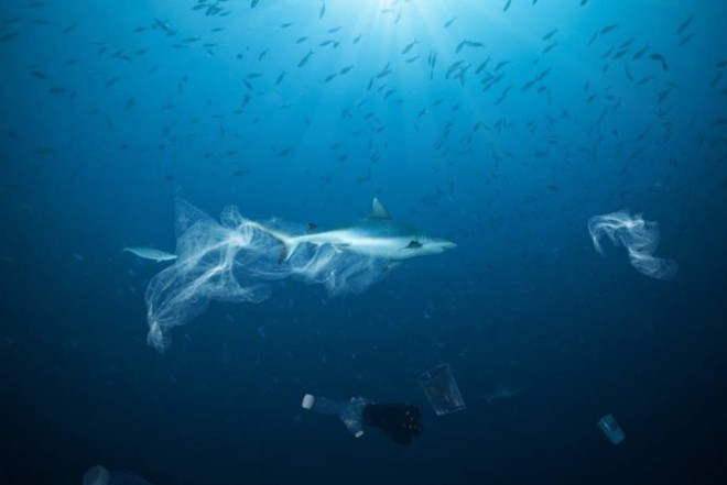Túi nhựa, ngư cụ của con người đang trở thành mối đe dọa khủng khiếp đối với cuộc sống của loài cá mập - Ảnh 1.