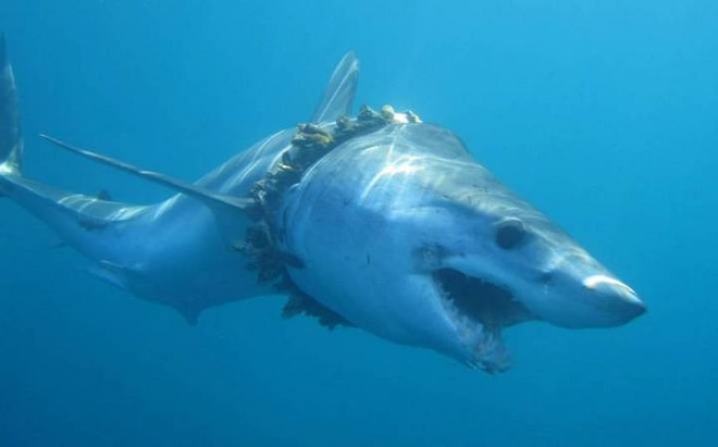 Túi nhựa, ngư cụ của con người đang trở thành mối đe dọa khủng khiếp đối với cuộc sống của loài cá mập - Ảnh 2.