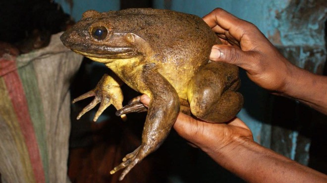 Mời bạn chiêm ngưỡng Goliath, loài ếch siêu to khổng lồ biết tự đẩy đá đào ao làm nhà trẻ nuôi con - Ảnh 1.