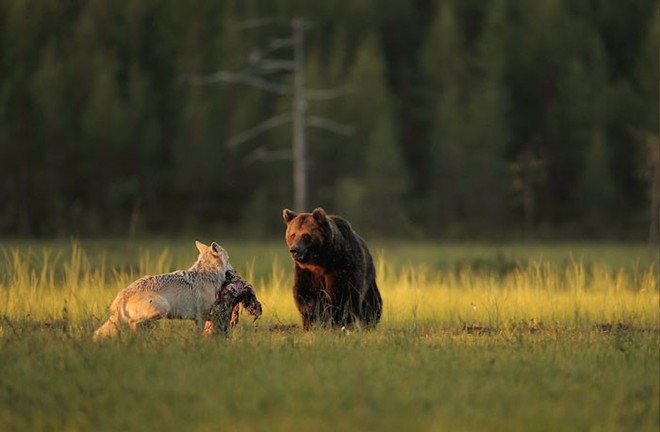 Bộ ảnh hiếm hoi về tình nhiều đêm của gấu đực và sói cái trong thế giới tự nhiên - Ảnh 4.