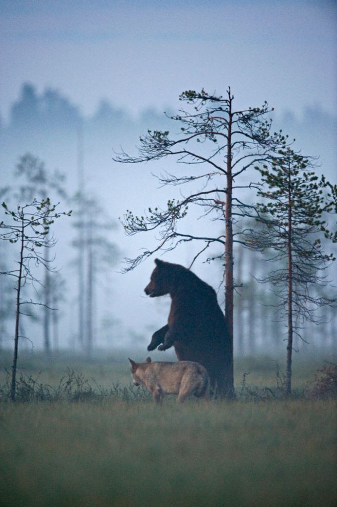 Bộ ảnh hiếm hoi về tình nhiều đêm của gấu đực và sói cái trong thế giới tự nhiên - Ảnh 7.