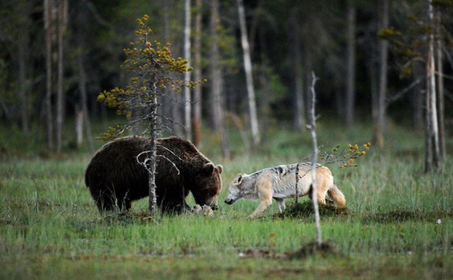 Bộ ảnh hiếm hoi về tình nhiều đêm của gấu đực và sói cái trong thế giới tự nhiên - Ảnh 2.