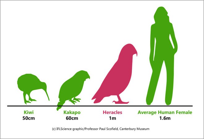 Phát hiện hoá thạch của loài vẹt siêu to khổng lồ bị tưởng nhầm là đại bàng vì to bằng đứa trẻ 3 tuổi - Ảnh 1.