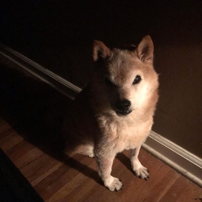 Internet bỗng phát cuồng vì chú chó Shiba có khuôn mặt như muốn cà khịa toàn bộ nhân loại - Ảnh 1.