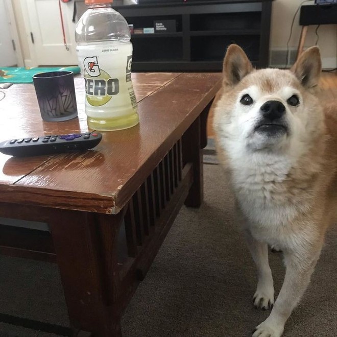 Internet bỗng phát cuồng vì chú chó Shiba có khuôn mặt như muốn cà khịa toàn bộ nhân loại - Ảnh 3.