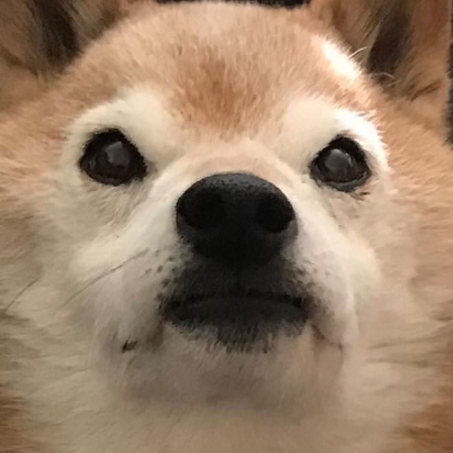 Internet bỗng phát cuồng vì chú chó Shiba có khuôn mặt như muốn cà khịa toàn bộ nhân loại - Ảnh 6.