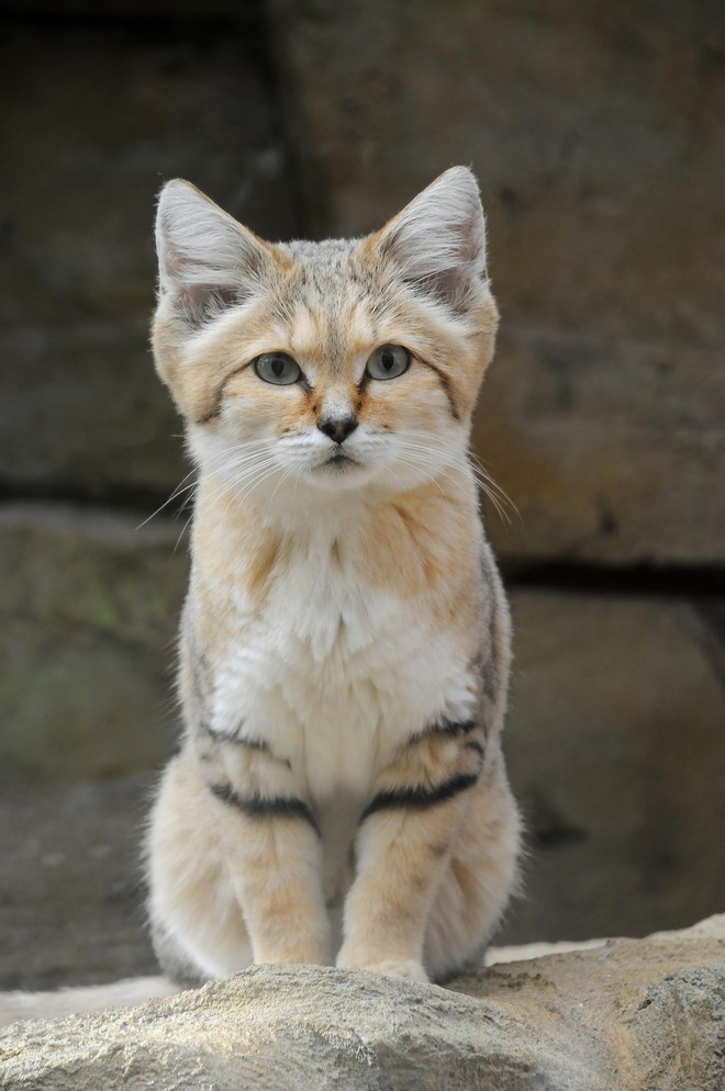 Mèo cát Ả Rập - loài mèo tàng hình lần đầu tiên xuất hiện trước ống kính máy ảnh sau 10 năm vắng bóng - Ảnh 7.