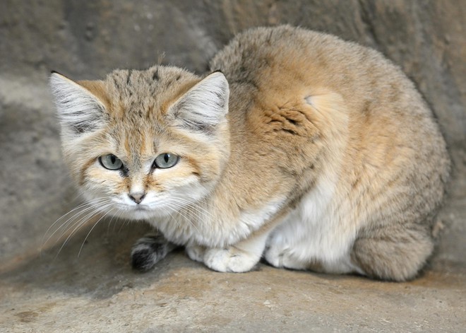 Mèo cát Ả Rập - loài mèo tàng hình lần đầu tiên xuất hiện trước ống kính máy ảnh sau 10 năm vắng bóng - Ảnh 2.