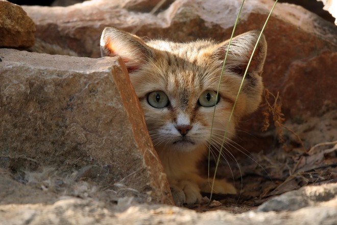 Mèo cát Ả Rập - loài mèo tàng hình lần đầu tiên xuất hiện trước ống kính máy ảnh sau 10 năm vắng bóng - Ảnh 4.