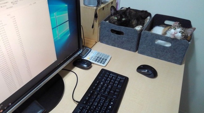 Chuyện lạ: Công ty công nghệ Nhật Bản này trích hẳn một khoản bồi dưỡng tiền nuôi mèo cho nhân viên - Ảnh 3.