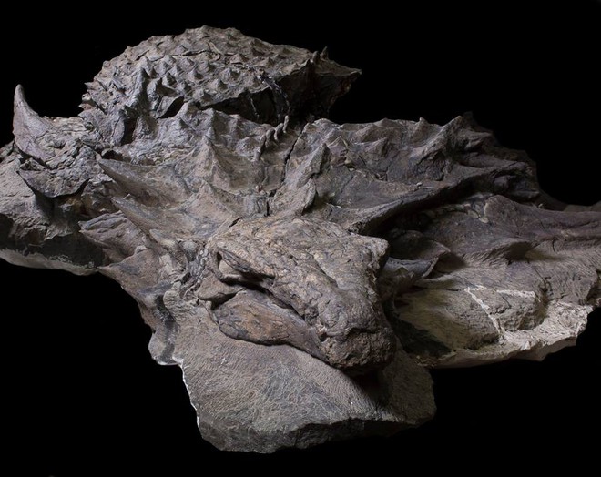 Xác ướp khủng long được bảo quản nguyên vẹn hơn 100 triệu năm có trọng lượng gần như tương tự lúc còn sống - Ảnh 2.