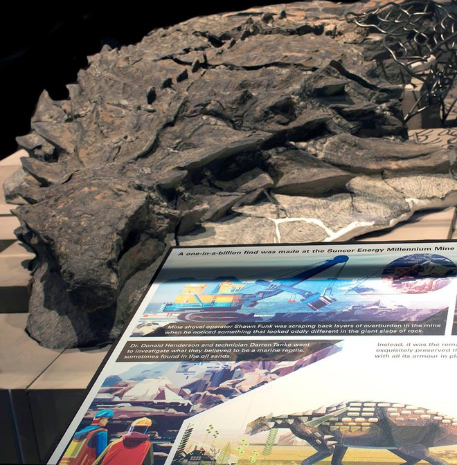 Xác ướp khủng long được bảo quản nguyên vẹn hơn 100 triệu năm có trọng lượng gần như tương tự lúc còn sống - Ảnh 4.